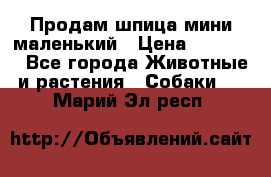 Продам шпица мини маленький › Цена ­ 15 000 - Все города Животные и растения » Собаки   . Марий Эл респ.